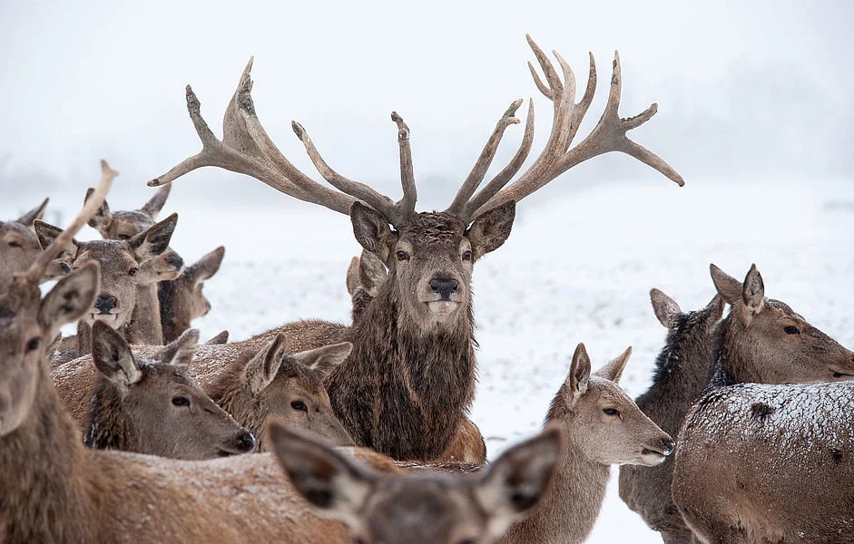 Winter im Nationalpark Hohe Tauern